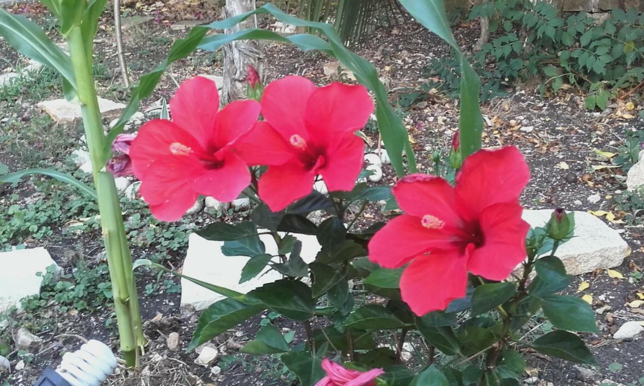 Villa Loulaki Magazia Paxi Arvanitakeika Exteriér fotografie